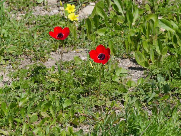 <h3><a href="/trips/kreta/biota/plantae/tracheophyta/magnoliopsida/ranunculales/ranunculaceae/anemone coronaria/anemone coronaria-nl.html">Anemone&nbsp;coronaria</a> / Poppy&nbsp;anemone / Anemoon</h3>OM-1 Mark II met OLYMPUS M.150-400mm F4.5, 1/2500 sec  bij F11.0, ISO 2000, afstand 4.88&nbsp;m